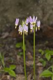 Shooting Star, Dodecatheon meadia