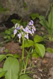 Shooting Star, Dodecatheon meadia