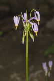 Shooting Star, Dodecatheon meadia