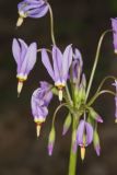 Shooting Star, Dodecatheon meadia