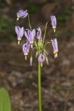 Shooting Star, Dodecatheon meadia