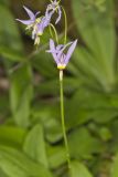 Shooting Star, Dodecatheon meadia