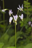 Shooting Star, Dodecatheon meadia