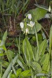 Shooting Star, Dodecatheon meadia