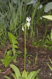 Shooting Star, Dodecatheon meadia