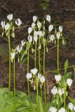 Shooting Star, Dodecatheon meadia