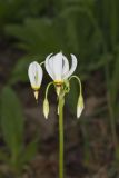 Shooting Star, Dodecatheon meadia