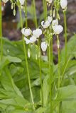 Shooting Star, Dodecatheon meadia