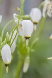 Shooting Star, Dodecatheon meadia