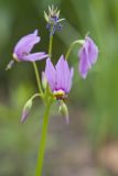 Shooting Star, Dodecatheon meadia