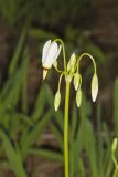 Shooting Star, Dodecatheon meadia