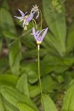 Shooting Star, Dodecatheon meadia