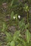 Shooting Star, Dodecatheon meadia