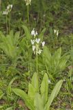 Shooting Star, Dodecatheon meadia