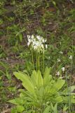 Shooting Star, Dodecatheon meadia