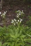Shooting Star, Dodecatheon meadia