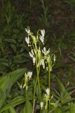 Shooting Star, Dodecatheon meadia