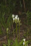 Shooting Star, Dodecatheon meadia