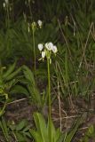 Shooting Star, Dodecatheon meadia