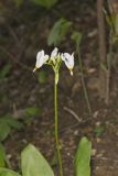 Shooting Star, Dodecatheon meadia