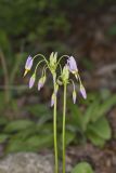 Shooting Star, Dodecatheon meadia