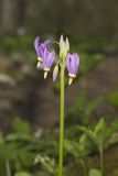Shooting Star, Dodecatheon meadia