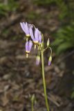 Shooting Star, Dodecatheon meadia