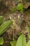 Shooting Star, Dodecatheon meadia
