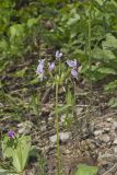 Shooting Star, Dodecatheon meadia