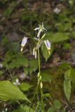 Shooting Star, Dodecatheon meadia