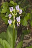 Shooting Star, Dodecatheon meadia