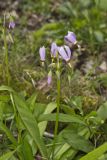 Shooting Star, Dodecatheon meadia