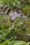Shooting Star, Dodecatheon meadia