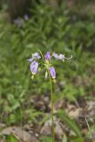 Shooting Star, Dodecatheon meadia