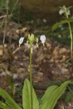 Shooting Star, Dodecatheon meadia