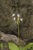 Shooting Star, Dodecatheon meadia