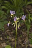Shooting Star, Dodecatheon meadia