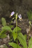 Shooting Star, Dodecatheon meadia