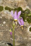 Shooting Star, Dodecatheon meadia