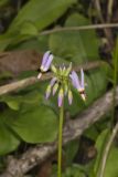 Shooting Star, Dodecatheon meadia