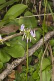 Shooting Star, Dodecatheon meadia