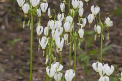 Shooting Star, Dodecatheon meadia