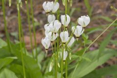 Shooting Star, Dodecatheon meadia