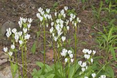Shooting Star, Dodecatheon meadia