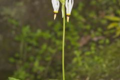 Shooting Star, Dodecatheon meadia