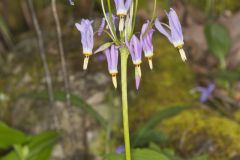 Shooting Star, Dodecatheon meadia