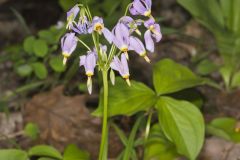 Shooting Star, Dodecatheon meadia