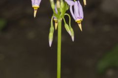 Shooting Star, Dodecatheon meadia