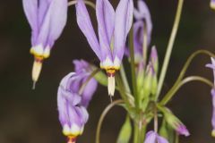 Shooting Star, Dodecatheon meadia