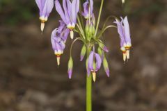 Shooting Star, Dodecatheon meadia